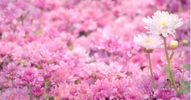 หนุนใจ: เราได้รับ