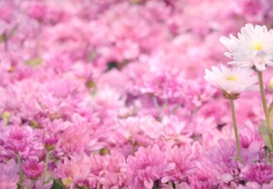 หนุนใจ: เราได้รับ