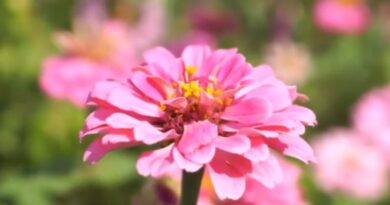 หนุนใจ: จิตใจที่เอนเอียง