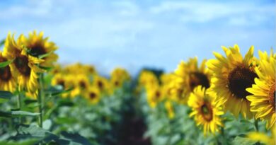 หนุนใจ: อะไรมีค่าที่สุด