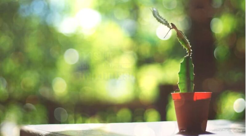 หนุนใจ: การให้สุขใจยิ่งกว่าการรับ